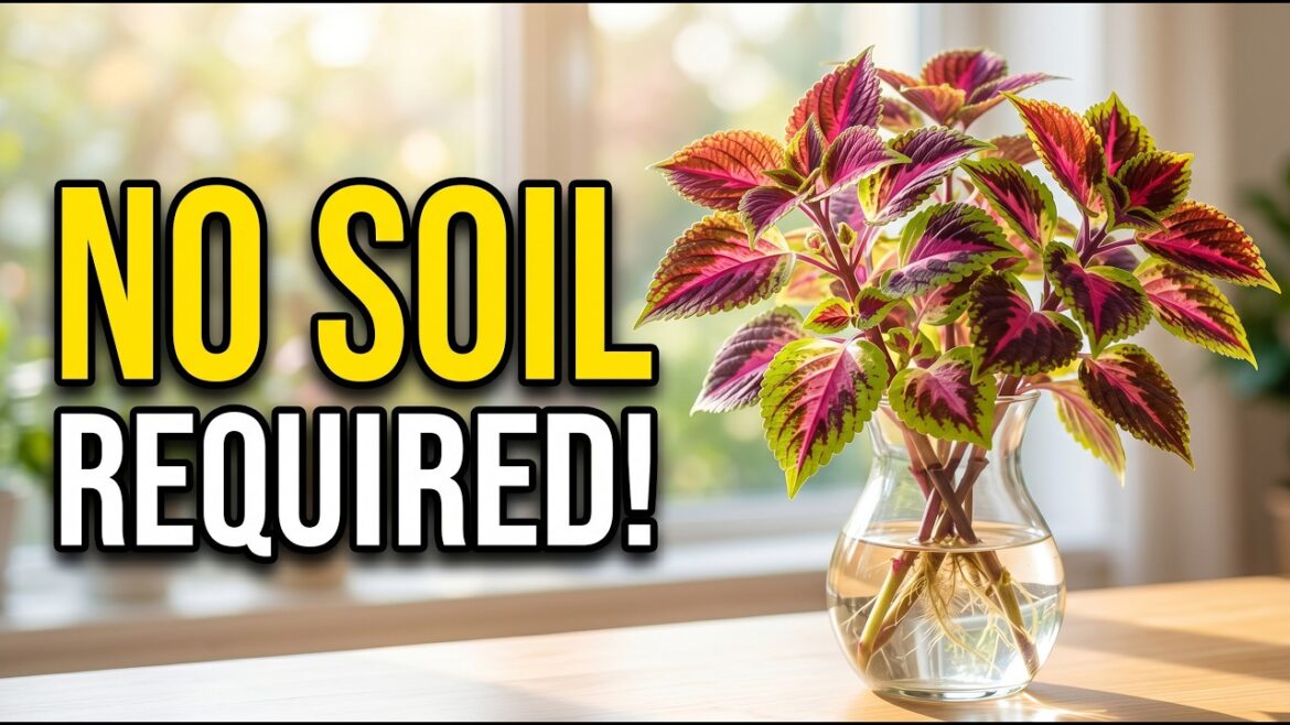 7 Indoor Plants That Grow Like Crazy Without Any Soil! 7 Indoor Plants That Grow Like Crazy Without Any Soil!