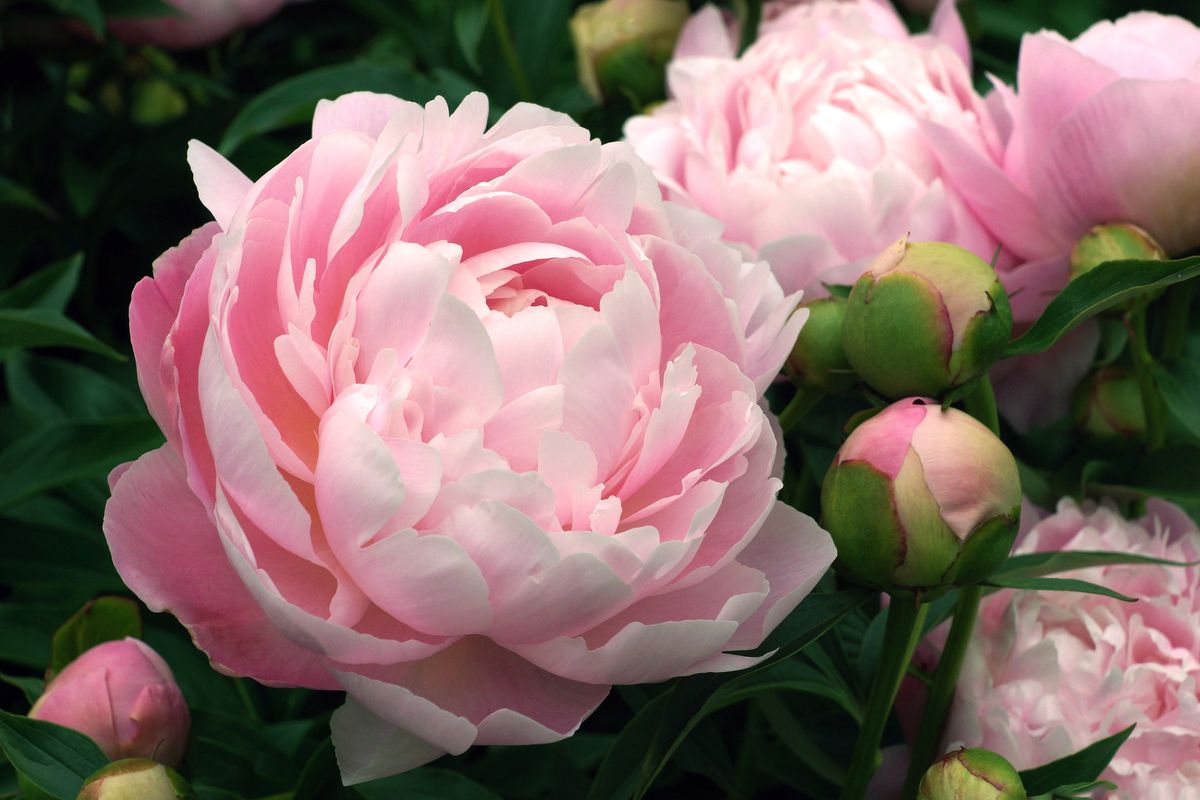 Double pink peony Mrs. Franklin D. Roosevelt close-up. Horizontal photo.