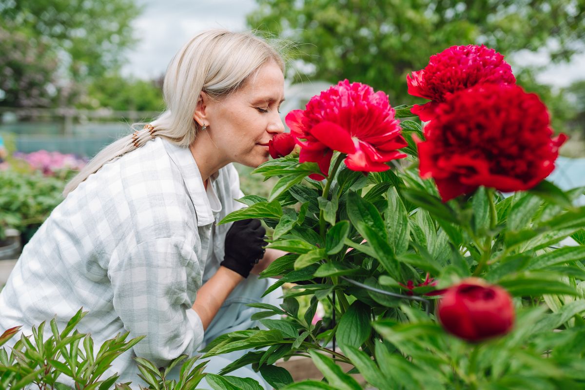 Middle age smiling woman worker in plaid shirt smells flowering red peonies in the garden.