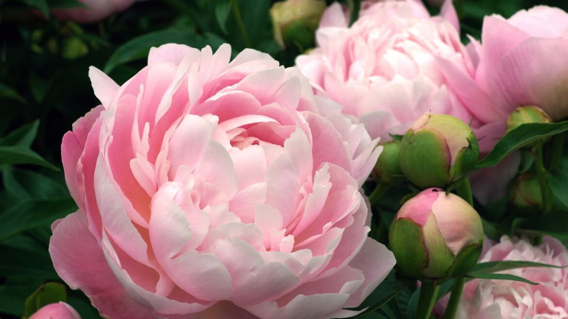 Alan Titchmarsh shares easy mistake people make with peonies — ‘don’t bother’ Daily Mirror