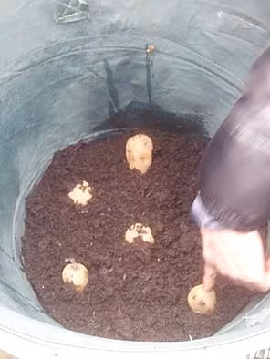 5 or 6 seed potatoes planted into a bag will give a good harvest