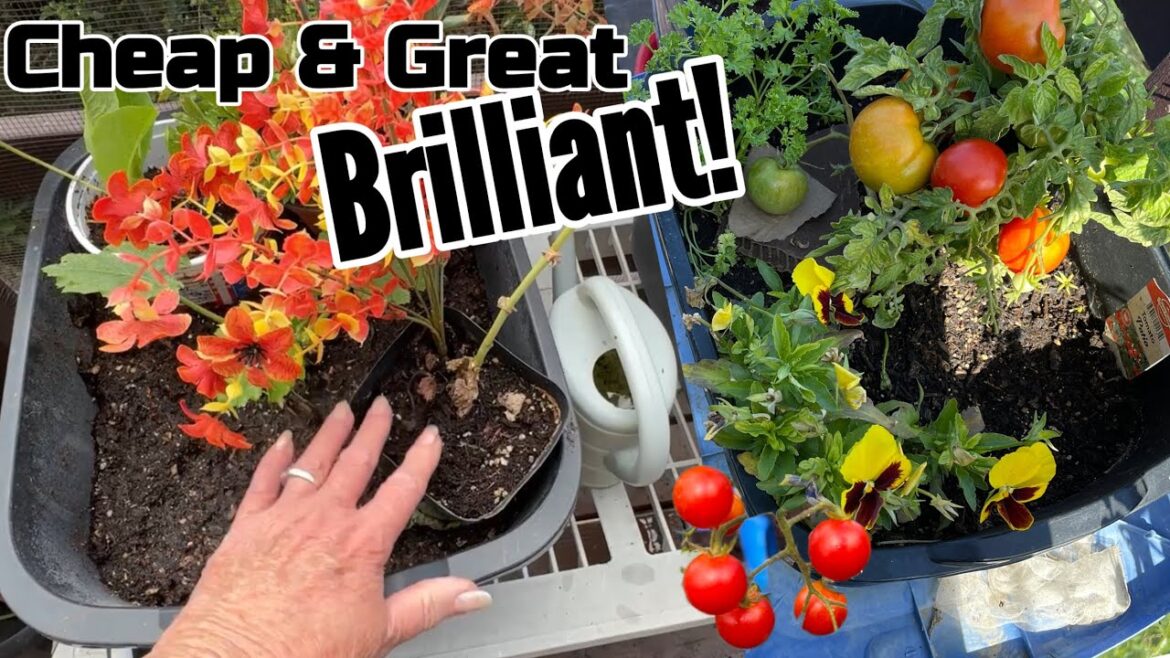 Small Space Gardening Tips and Tricks How to Container Garden at Home for Beginners CHEAP Deck/Patio