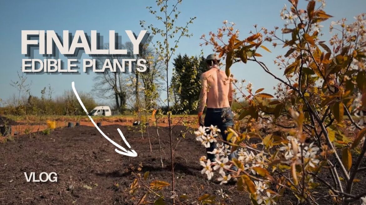 Planting Syntropic Propagation Beds (Planting 100s Of Edible Plants) Planting Syntropic Propagation Beds (Planting 100s Of Edible Plants)