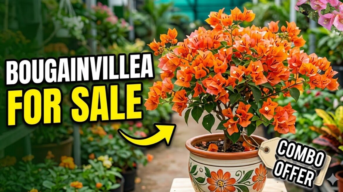 Bougainvilla sales