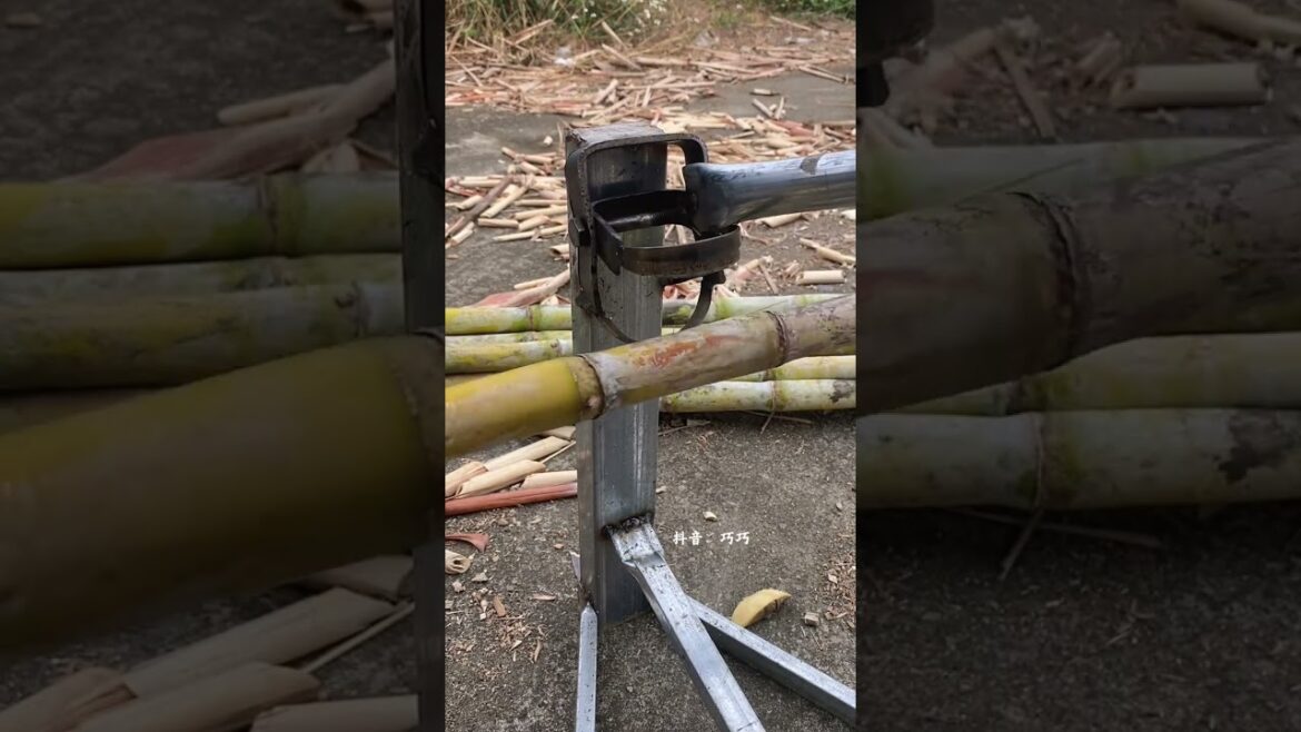 Revive Sugarcane Cuttings to Grow New Plants Sugarcane propagation Sugarcane