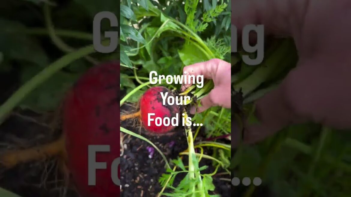 Don’t underestimate how good it feels to grow your own food…. Don’t underestimate how good it feels to grow your own food….