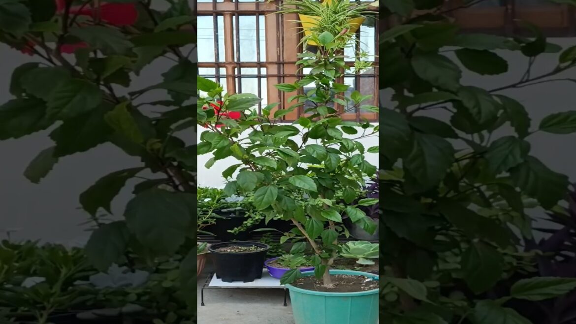 hibiscus plant ☘️🌺 #trending #garden #shortsfeed #plants #shorts
