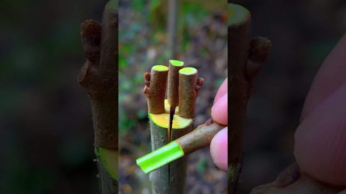 New tree propagation method #treanding #satisfying #grow New tree propagation method #treanding #satisfying #grow