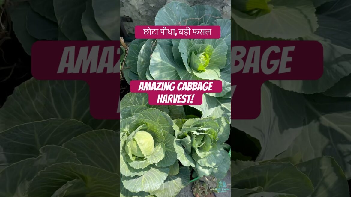 छत पर गोभी उगाने के सीक्रेट्स | Cabbage Growing at Home Rooftop छत पर गोभी उगाने के सीक्रेट्स | Cabbage Growing at Home Rooftop
