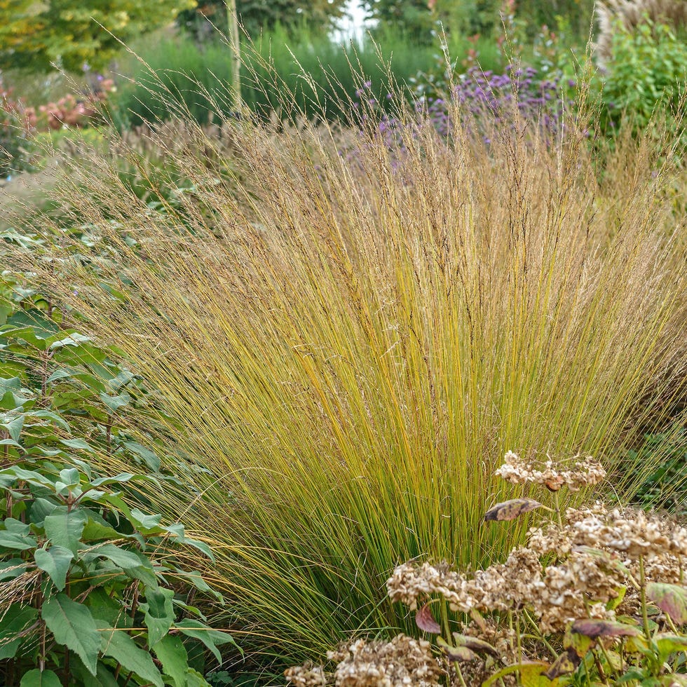 Molinia 'Heidebraut' Molinia 'Heidebraut'