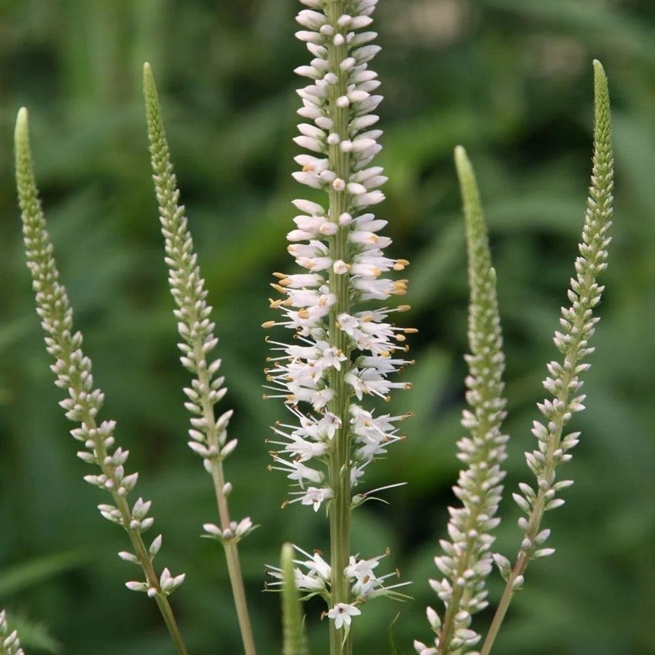 Veronicastrum Virginicum Album Veronicastrum Virginicum Album
