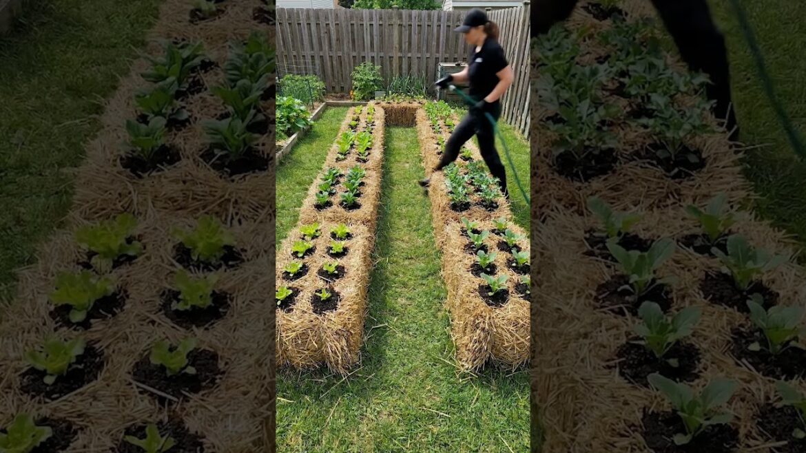 Straw Bale Garden Bed Build to Full Harvest Straw Bale Garden Bed Build to Full Harvest