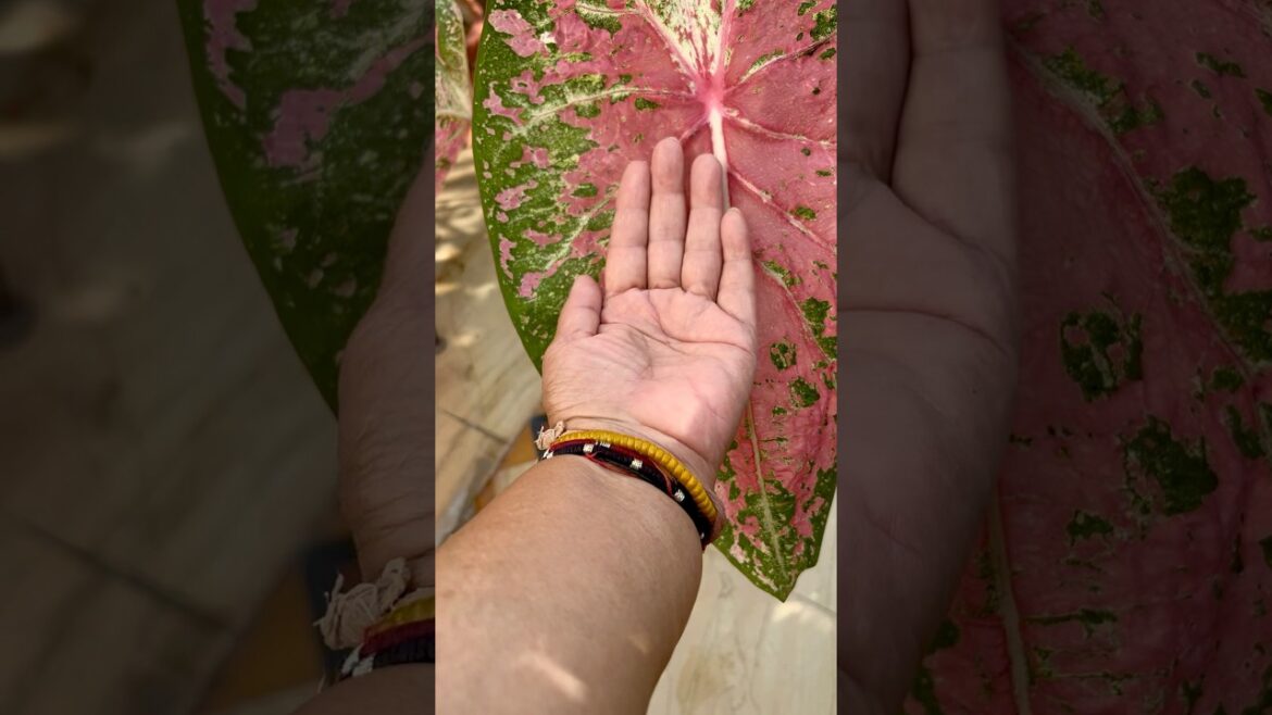 Secret of giant size leaves #ilasharmagarden#containergarden#caladium#bulbousplants#gardeningtips