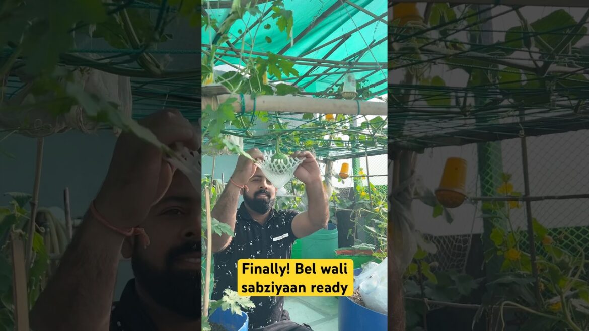 Summer ki First Harvest Ready ๐ฟ | Ghar par Organic Sabziyaan | #aasanbagwani Summer ki First Harvest Ready ๐ฟ | Ghar par Organic Sabziyaan | #aasanbagwani