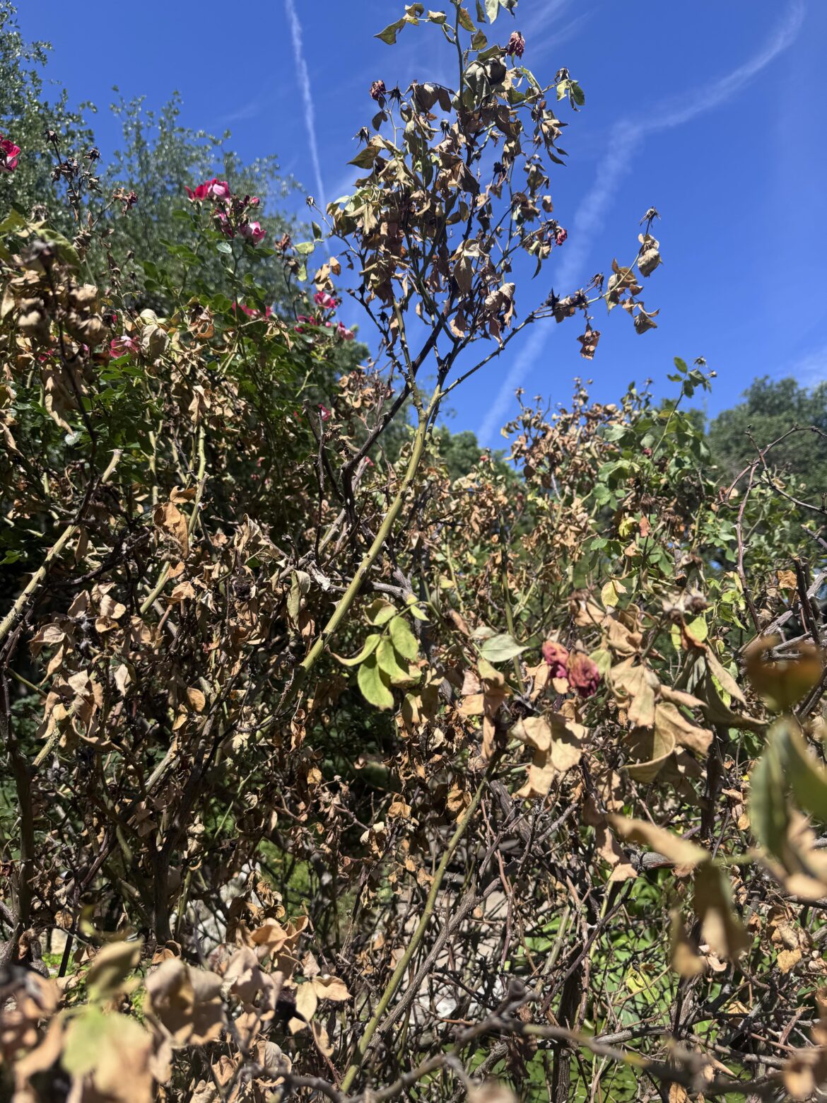 My rose started wilting, I have drip irrigation and it has been raining as well, and other rose just behind it is still doing good. What could be the issue ?