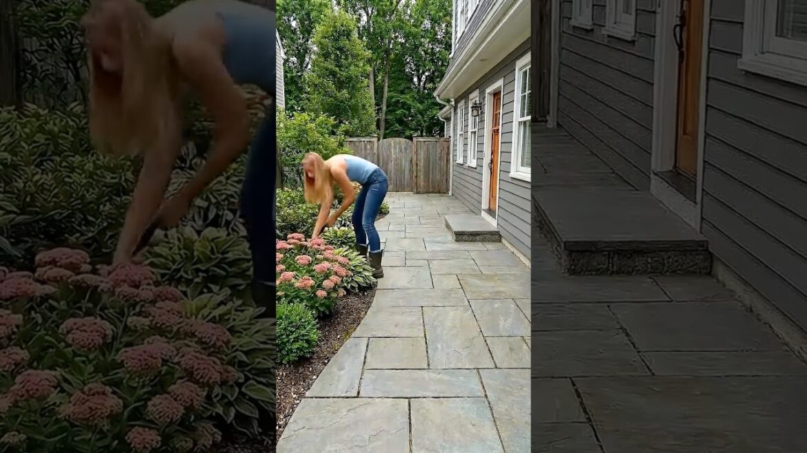 From Weeds to Wow: Backyard Transformation You Need to See
