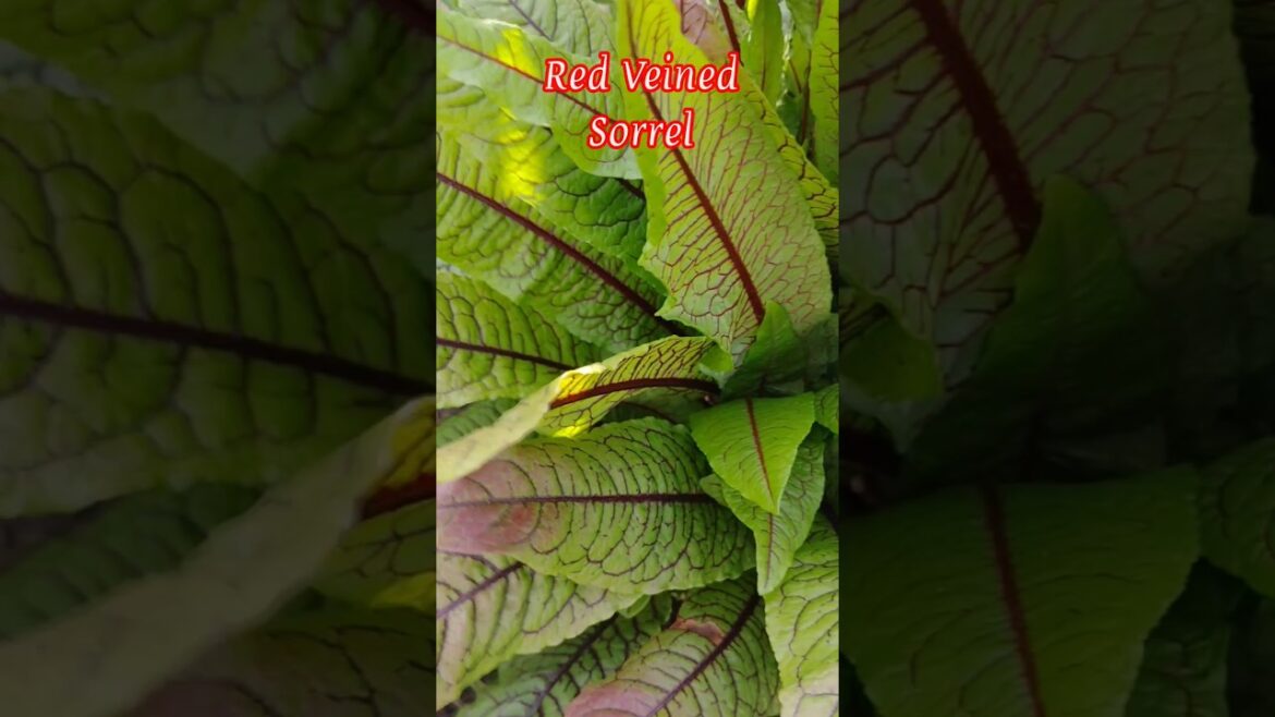 Red Veined Sorrel for the WIN π π #gardening #herbgarden #sorrel #MotherEvesGarden Red Veined Sorrel for the WIN π π #gardening #herbgarden #sorrel #MotherEvesGarden