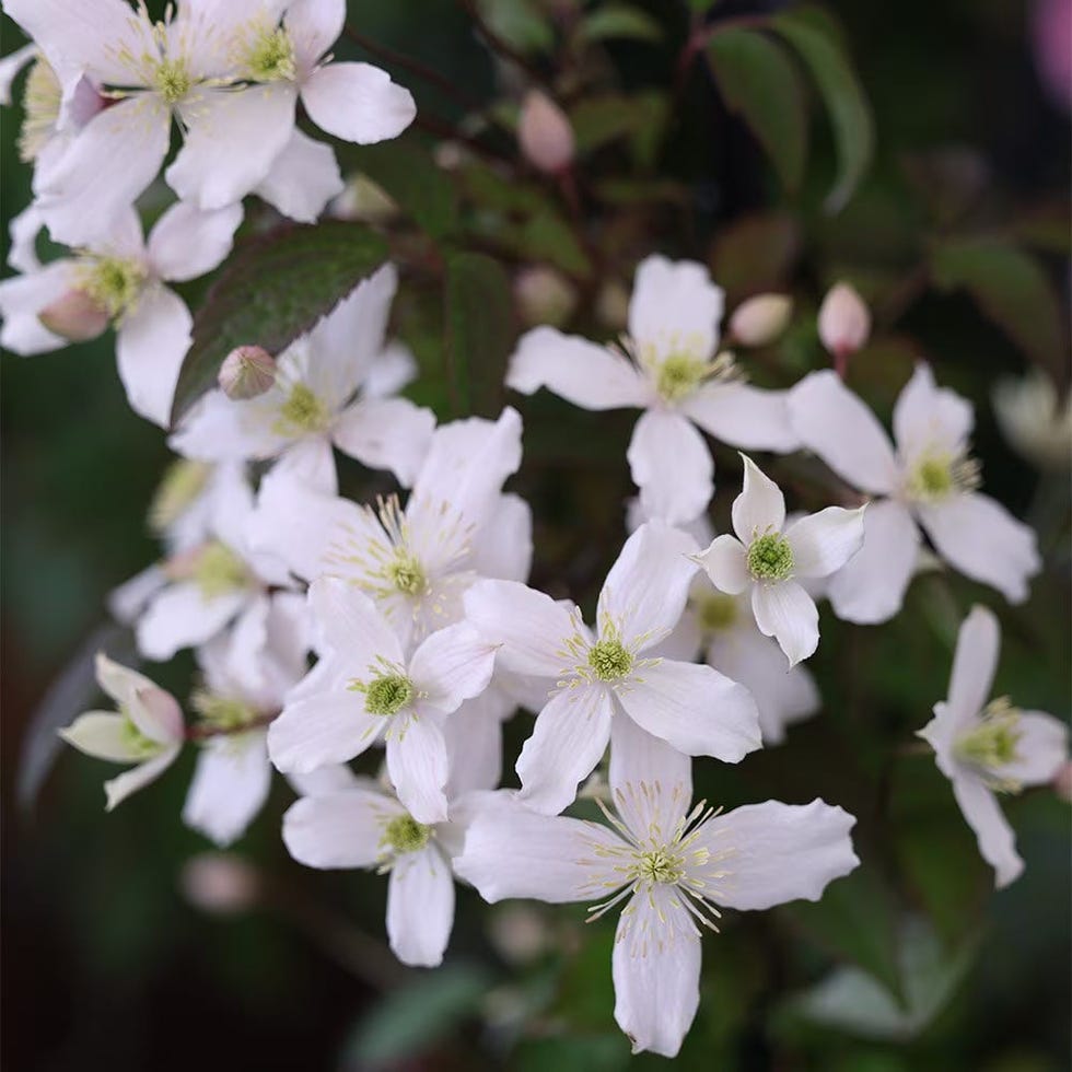 Clematis montana Clematis montana