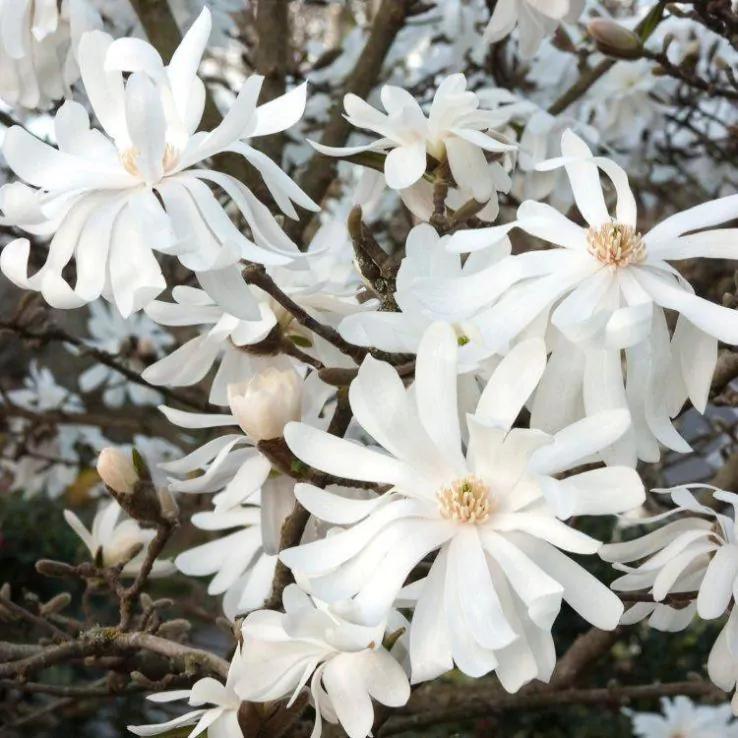 Magnolia stellata Royal Star - Double Starry Flowers Magnolia stellata Royal Star - Double Starry Flowers