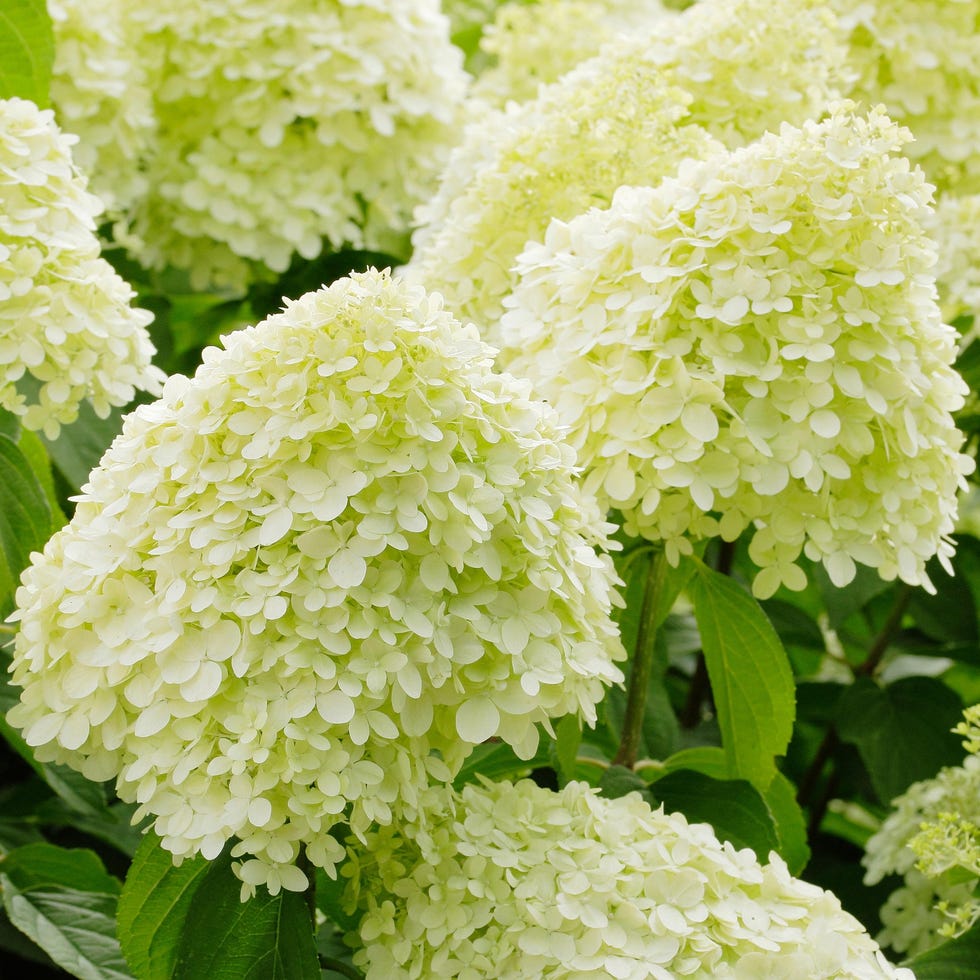 Hydrangea 'Limelight' Hydrangea 'Limelight'
