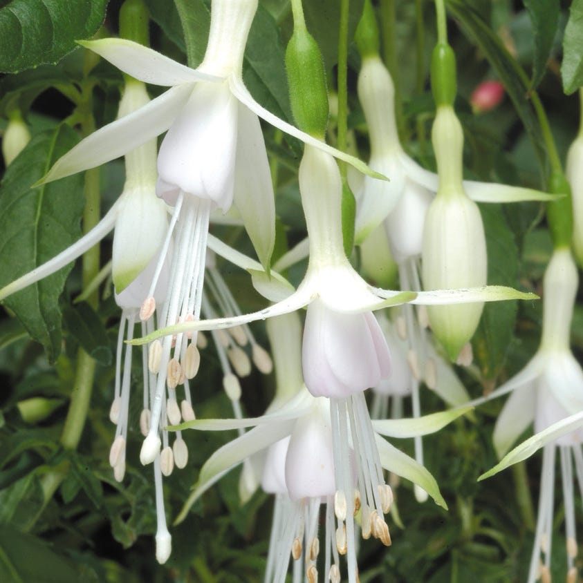 Fuchsia Hawkshead Fuchsia Hawkshead
