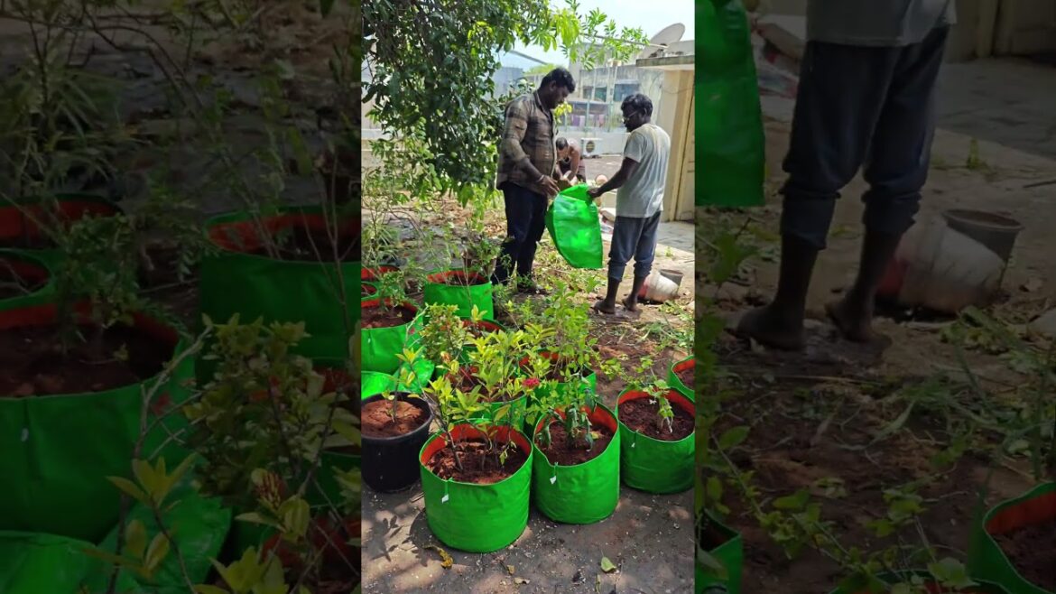 #gardening #மாடிதோட்டம் #terracegardenindia #horticulture #upvcstand #gardendesign #shorts
