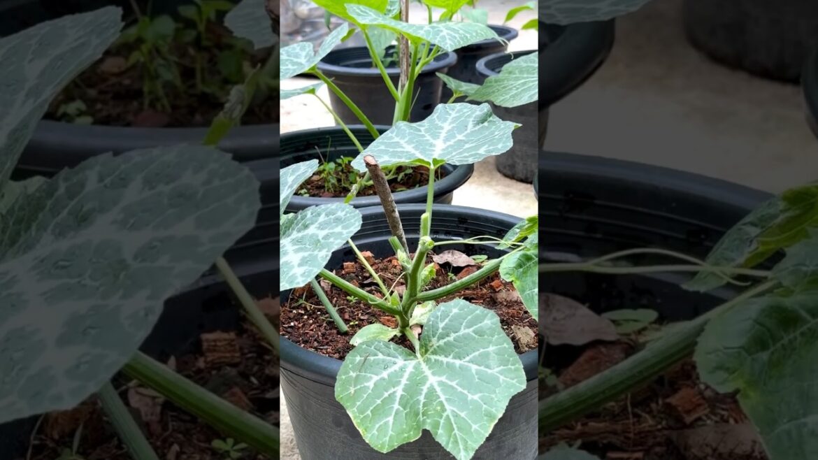 #Houseplants #2026 #725 Pumpkin | Cucurbita pepo | Cucurbitaceae | Cucurbits | Winter Squash | Kaddu #Houseplants #2026 #725 Pumpkin | Cucurbita pepo | Cucurbitaceae | Cucurbits | Winter Squash | Kaddu