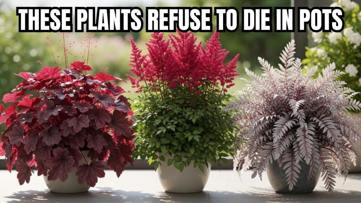 17 Lazy Perennials That Thrive in Pots (No Maintenance Container Gardening)