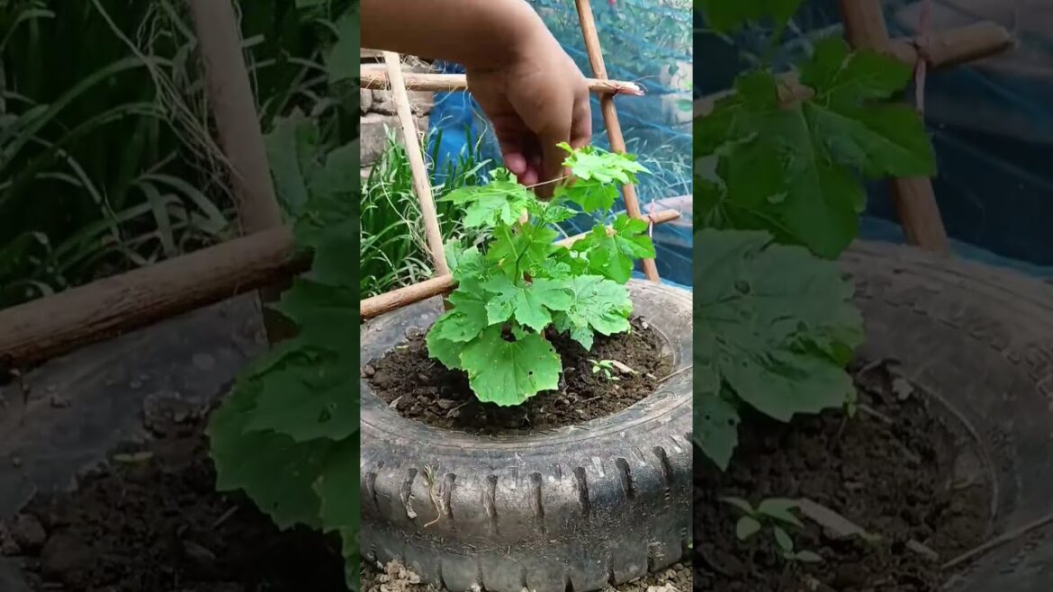Bitter Melon Growing Trick Nobody Talks About #gardening #verticalfarming #homestead