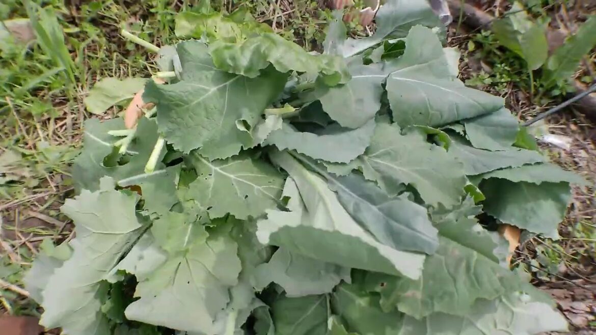 Front Yard Garden Tour | Zone 8b March Harvest
