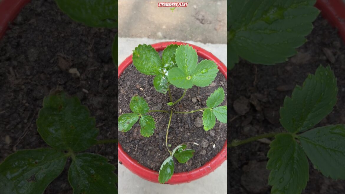 😱 Grow Strawberry SUPER FAST in Pot Using Kitchen Waste & Vermicompost! 🍓🔥 #shorts #strawberry