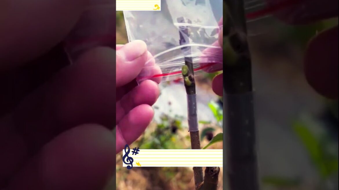 grafting tips for home garden #garden #tips #farming #shorts