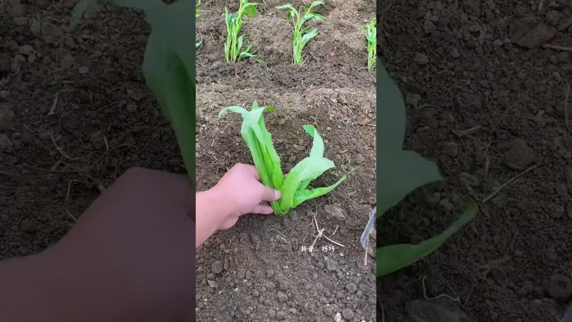 Title: Rural Youngster’s Veggie Journey: From Seed to Harvest Title: Rural Youngster's Veggie Journey: From Seed to Harvest