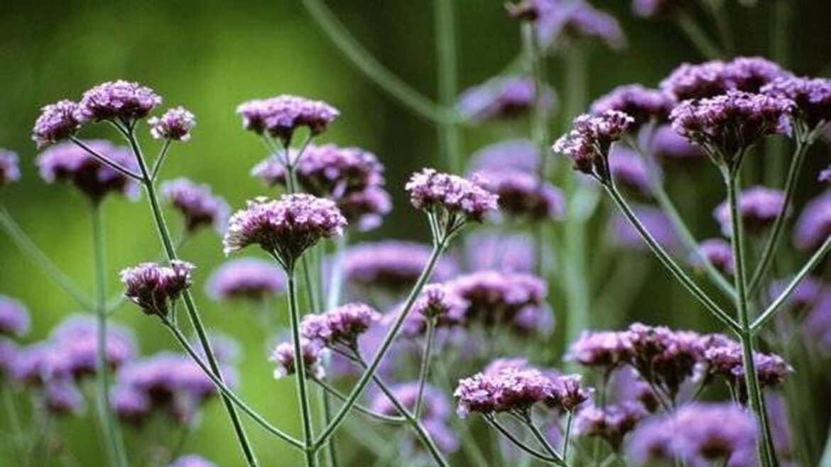 Forget lavender – this 1 plant is a ‘magnet’ for bees and butterflies in the summer Daily Mirror