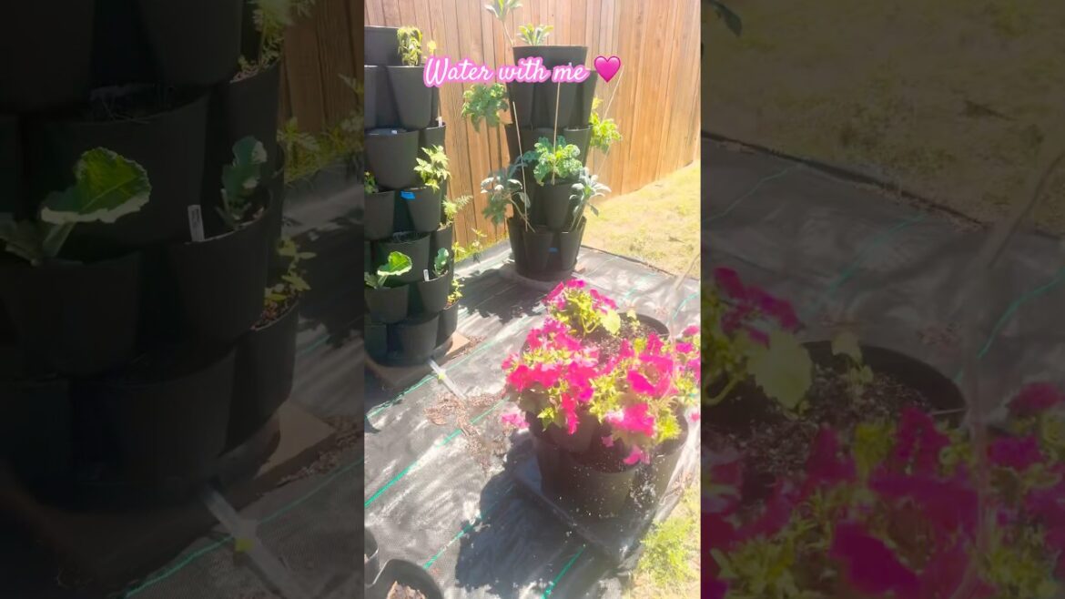 Let’s water my greentalk garden / container garden 🩷 Let’s water my greentalk garden / container garden 🩷