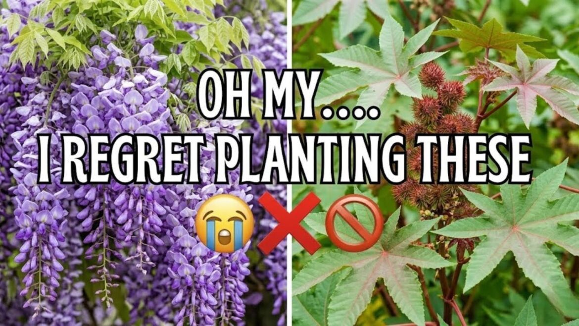 18 Dangerous Plants You Should Never Grow in Your Garden or Yard 18 Dangerous Plants You Should Never Grow in Your Garden or Yard