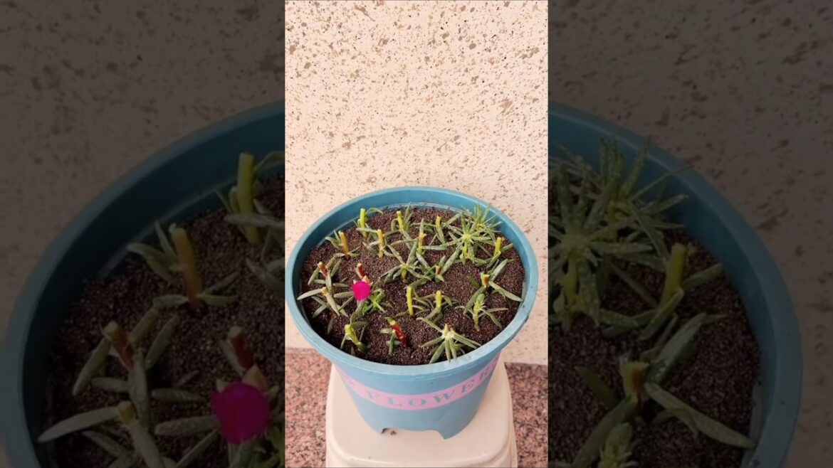 Best cut plant portulaca flowers take soil to grow in pots #portulacaflower #plants