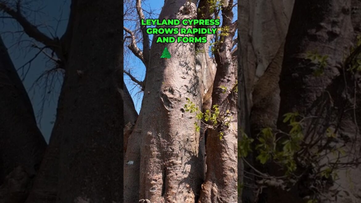 These Plants Hide Your Yard in 2 Years #privacy #gardening
