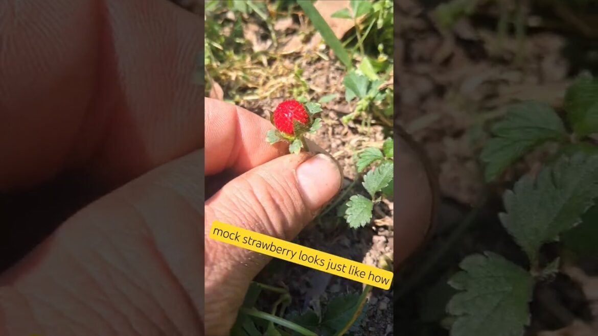 The Potentilla Indica or “Mock Strawberry” is not actually a strawberry #plantidentification #nature The Potentilla Indica or "Mock Strawberry" is not actually a strawberry #plantidentification #nature