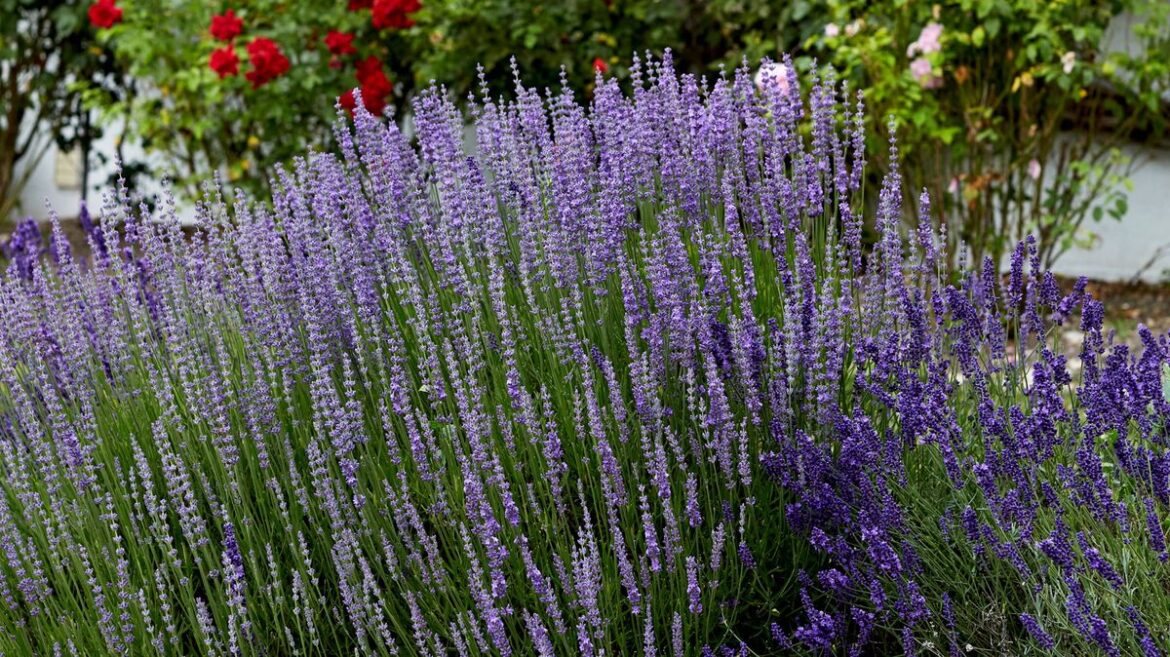 Gardening expert urges others to do 1 thing when planting lavender during spring Daily Mirror