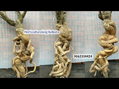 Imported Rootstock Collection 2026 || Horticultureking Nursery Kolkata Imported Rootstock Collection 2026 || Horticultureking Nursery Kolkata