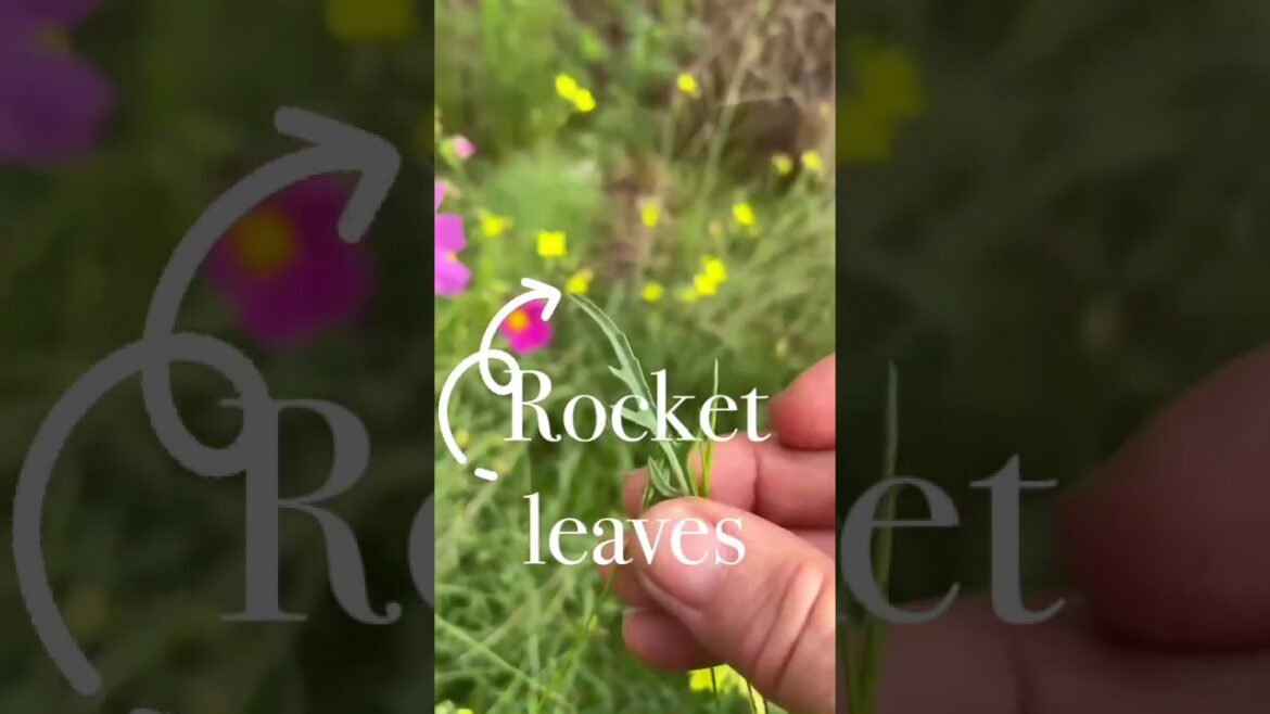 Edible Pollinator Gardens #nature #homestead #garden #sustainability #australia #potager #habitat Edible Pollinator Gardens #nature #homestead #garden #sustainability #australia #potager #habitat