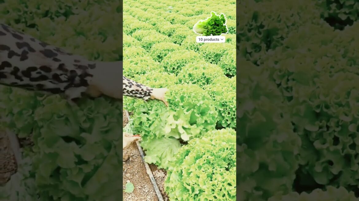 ​Perfect Lettuce Garden! 💯 #satisfying #agriculture