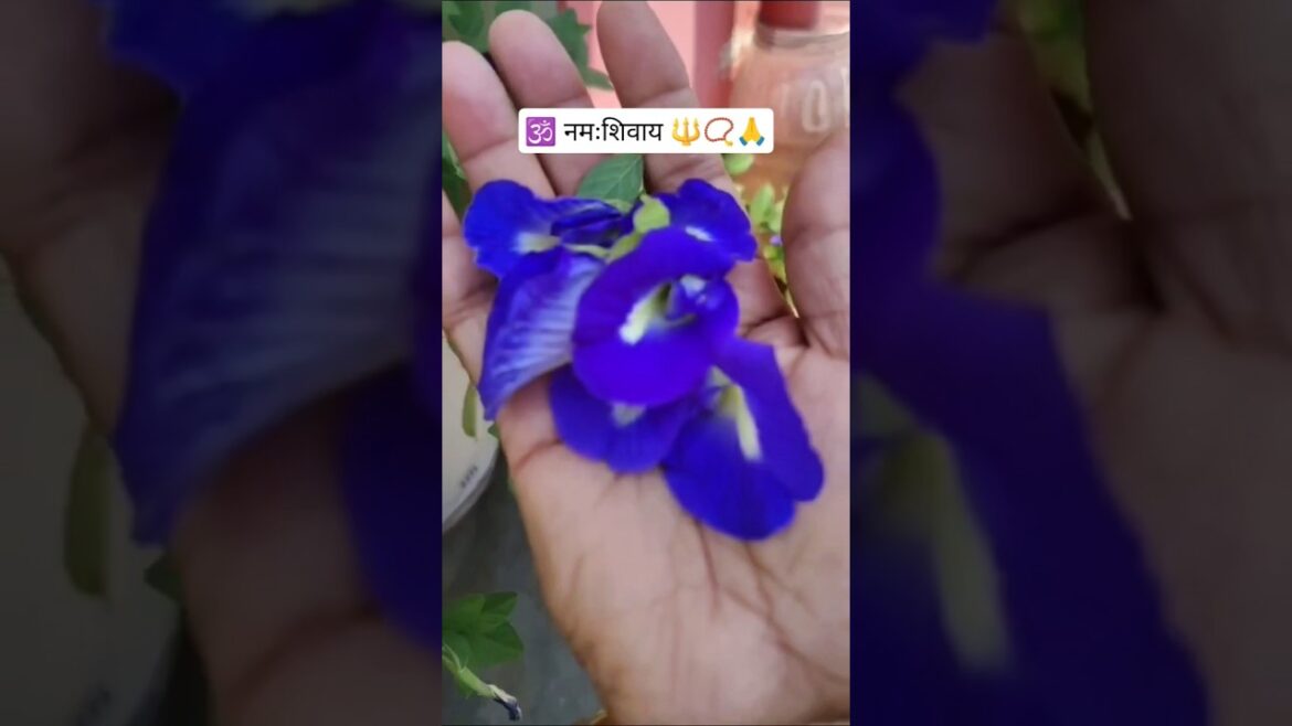 # Aprajita # plants #gardening tips #flower plant # YT shorts video viral
