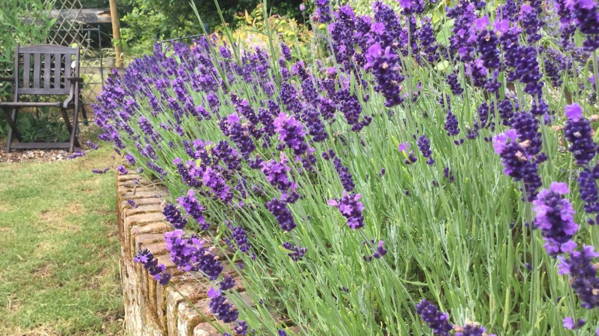 Gardening expert details 1 important task for anyone planting lavender Devon Live