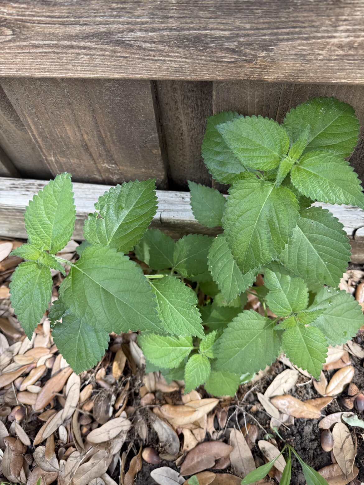 Haven’t mowed for a year, and nature has gifted me with a perfect lemon balm!