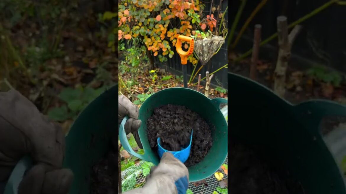 Planting a bare root rose 🌹 Planting a bare root rose 🌹