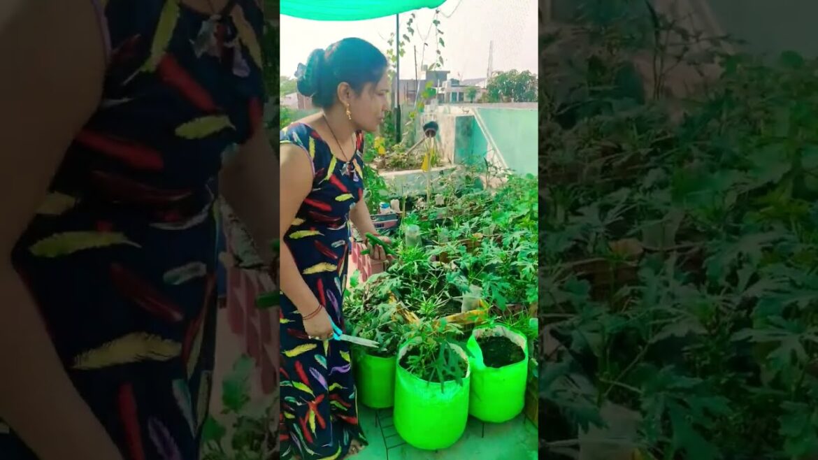 vegetable harvesting | terrace gardening|kitchen garden |#garden #minivlog #plants #shots #gardening vegetable harvesting | terrace gardening|kitchen garden |#garden #minivlog #plants #shots #gardening