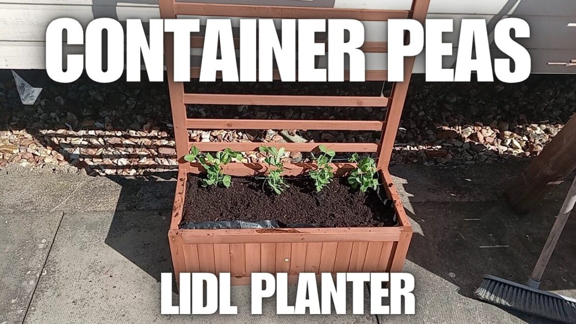 Grow Container Peas In Our Lidl Planter[Container Gardening ]