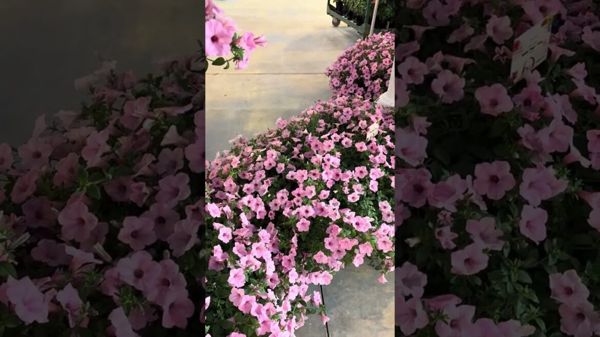All-America Selections Flowers & Vegetables: AAS Winner Petunia Dekko™ Maxx™ Pink – Maximum Performance! AAS Winner Petunia Dekko™ Maxx™ Pink - Maximum Performance!